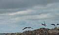 GAVIOTAS VOLANDO