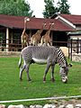 Giraffes and zebra 02
