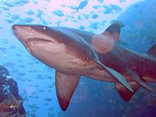 Archivo:Grey Nurse Shark at Fish Rock Cave, NSW