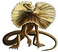 Haeckel Lacertilia (Chlamydosaurus kingii)