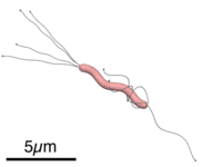 Archivo:Helicobacter pylori diagram