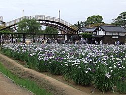 Archivo:Itako Maekawa Iris Garden 20110615a