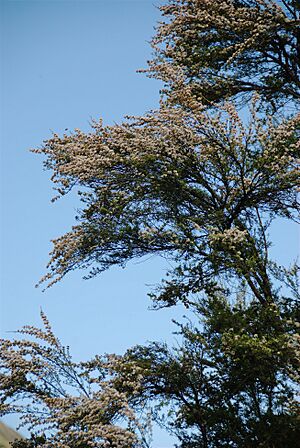 Archivo:Kanuka - foliage & blooms