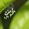 Lacewing eggs