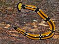 Land Planarian (Bipalium sp.) - Deer Cave Boardwalk, Mulu NP, Sarawak, Malaysia (6)