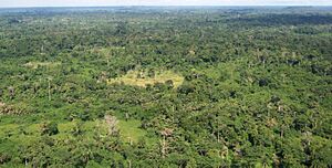 Archivo:Liberia tropical forest