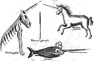Archivo:Licornarval
