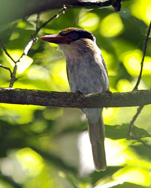 Archivo:Lilac cheeked kingfisher