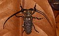 Longhorn Beetle (Oncideres gutturator) male (25165702658)