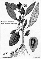Archivo:Louis Feuillée-Solanum muricatum Aiton