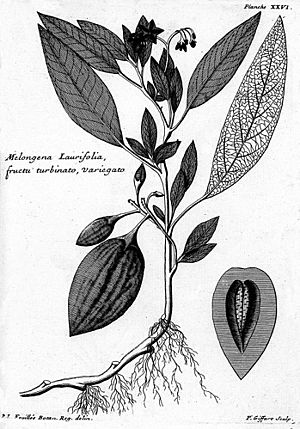 Archivo:Louis Feuillée-Solanum muricatum Aiton
