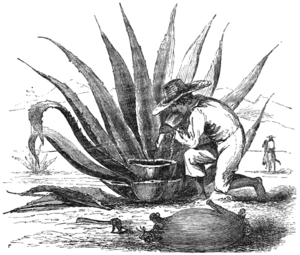 Archivo:MASR V2 D080 Making pulque