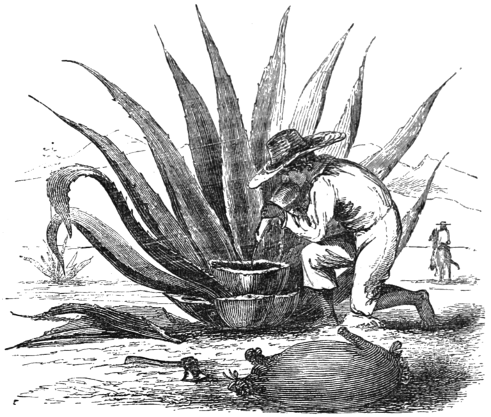 MASR V2 D080 Making pulque