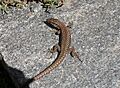 Maggia podarcis muralis fg06