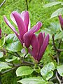 Magnolia liliiflora3