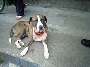 Archivo:Maltrato animal