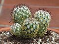 Mammillaria microhelia 12