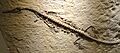Mesosaurus braziliensis, view 2, Early Permian, Irati Formation, Passa Dois Group, Itapetinginga, Brazil - Houston Museum of Natural Science - DSC01779