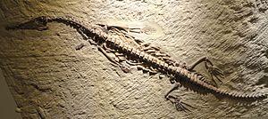 Archivo:Mesosaurus braziliensis, view 2, Early Permian, Irati Formation, Passa Dois Group, Itapetinginga, Brazil - Houston Museum of Natural Science - DSC01779