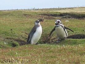 Moulting juvenile Spheniscus magellanicus.jpg