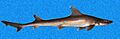 Mustelus norrisi SI