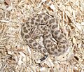 My cerastes vipera cropped