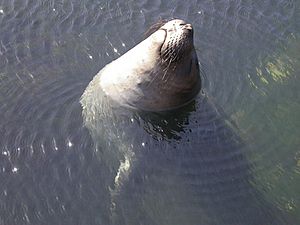 Archivo:N elephant seal resting