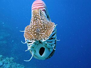 Archivo:Nautilus belauensis front