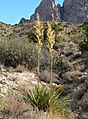 Nolina bigelovii 1