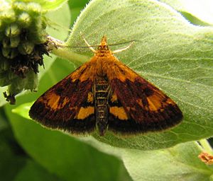 Archivo:Orange Mint Moth 9297.8.24.07.w.wiki