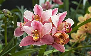 Archivo:Orchidacea Cymbidium