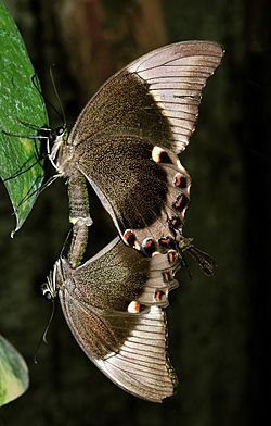Archivo:Papilio ulysses (Linnaeus, 1758)