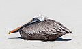 Pelícano pardo de las Galápagos (Pelecanus occidentalis urinator), Bahía Tortuga, isla Santa Cruz, islas Galápagos, Ecuador, 2015-07-26, DD 32