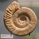 Archivo:Perisphinctes ammonite