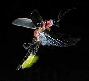 Archivo:Photinus pyralis Firefly glowing