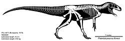 Archivo:Piatnitzkysaurus floresi skeletal reconstruction