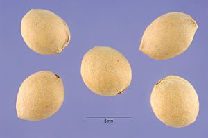Archivo:Prma 002 shp (Prunus mahaleb)