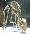Psittacosaurus wiki