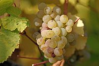 Archivo:Riesling grapes leaves