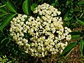 Sambucus canadensis 002