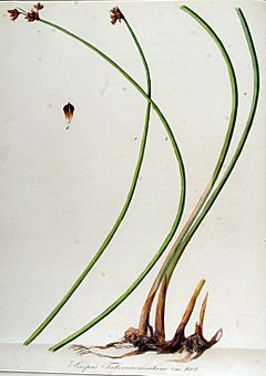 Archivo:Scirpus tabernaemontani — Flora Batava — Volume v13