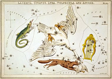 Archivo:Sidney Hall - Urania's Mirror - Lacerta, Cygnus, Lyra, Vulpecula and Anser