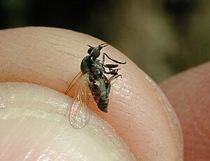Archivo:Simuliidae fg01