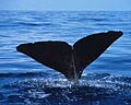 Sperm whale fluke