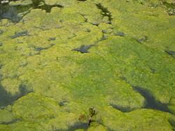 Spirogyra-bgiu.jpg