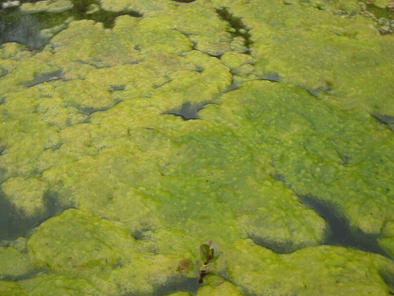 Spirogyra-bgiu