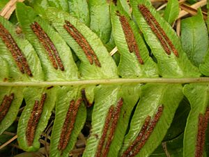 Archivo:Starr 051122-5369 Blechnum appendiculatum