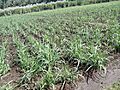 Sugarcane field in Salem
