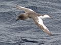 Thalassoica antarctica - flying