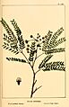 The North American sylva; or, A description of the forest trees of the United States, Canada and Nova Scotia. Considered particularly with respect to their use in the arts and their introduction into (14778618571)